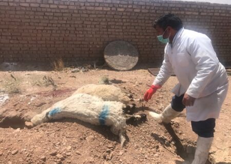 معدوم سازی ۲ رأس گوسفند مبتلا به تب مالت