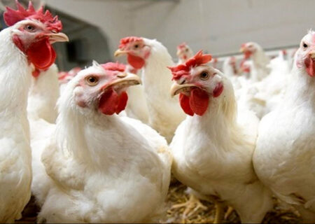 توقیف محموله مرغ فاقد مجوز بهداشتی در شهرستان قاینات