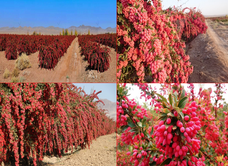 زرشک قاینات، اسیر نسخه تکرار