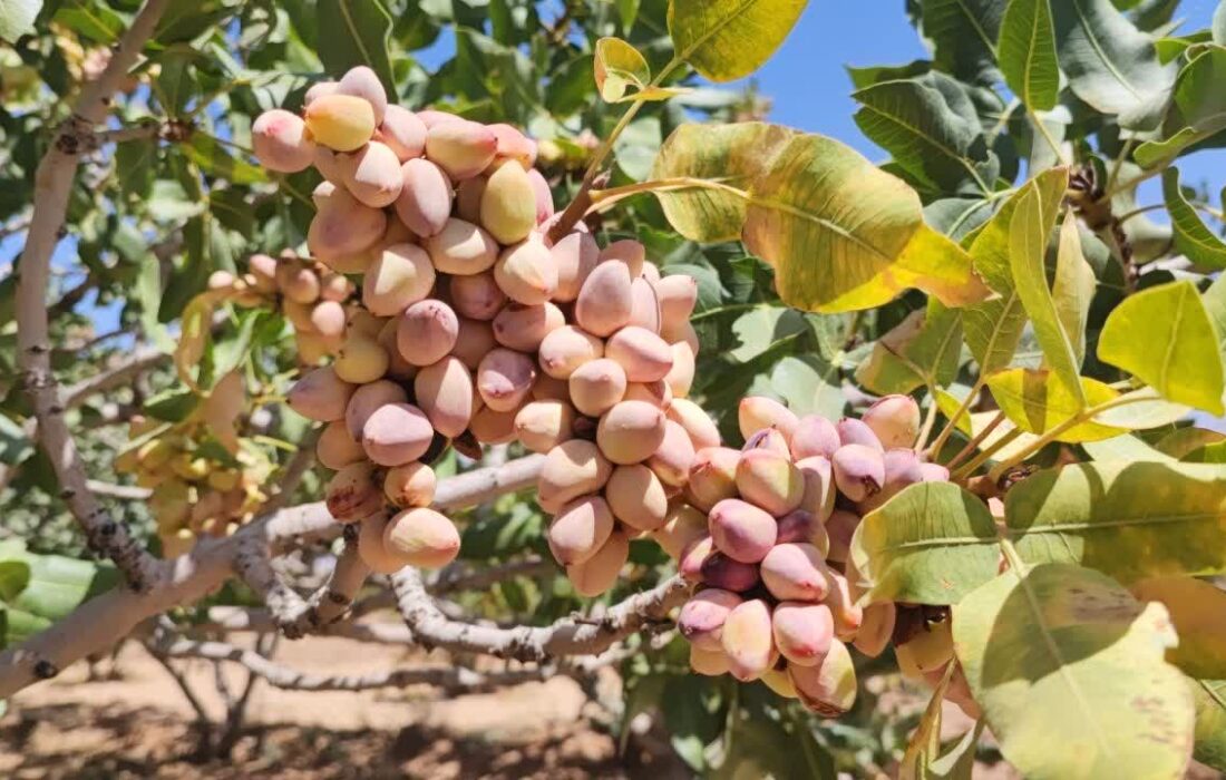آغاز برداشت نوبرانه پسته در شهرستان قاینات