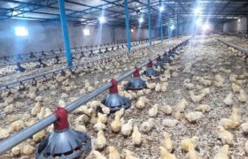 نظارت بر پرورش بیش از ۲ میلیون جوجه گوشتی در واحدهای پرورشی شهرستان قاینات