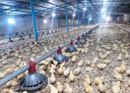 نظارت بر پرورش بیش از ۲ میلیون جوجه گوشتی در واحدهای پرورشی شهرستان قاینات
