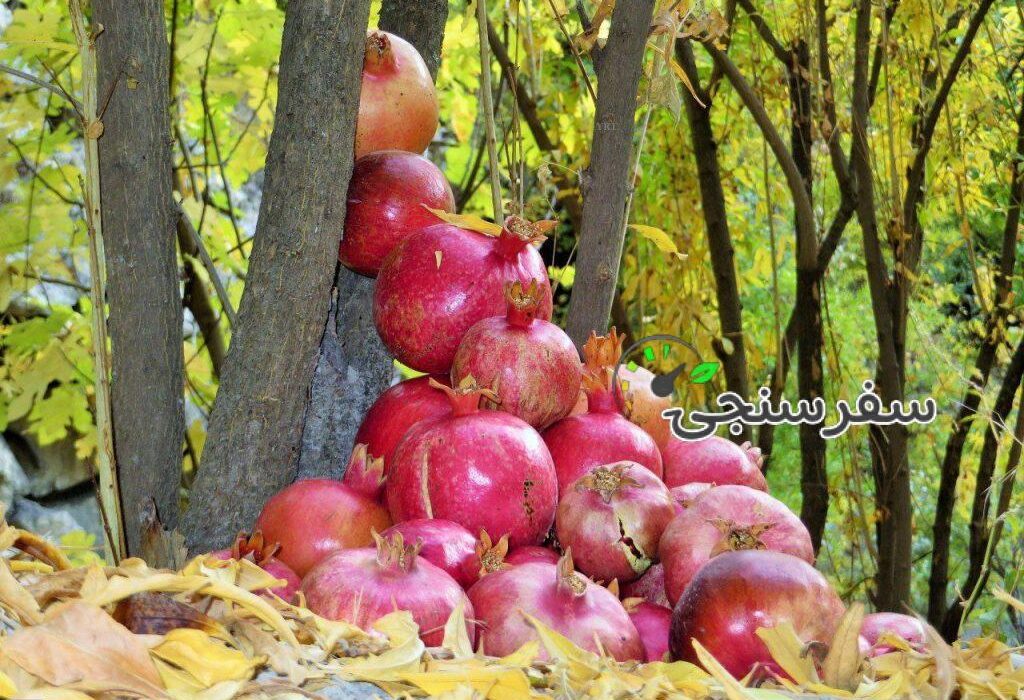 گردشگری قاینات؛ غرق در زرشک و انار