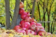 گردشگری قاینات؛ غرق در زرشک و انار
