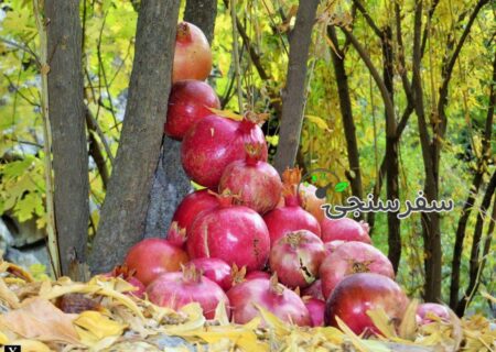 گردشگری قاینات؛ غرق در زرشک و انار